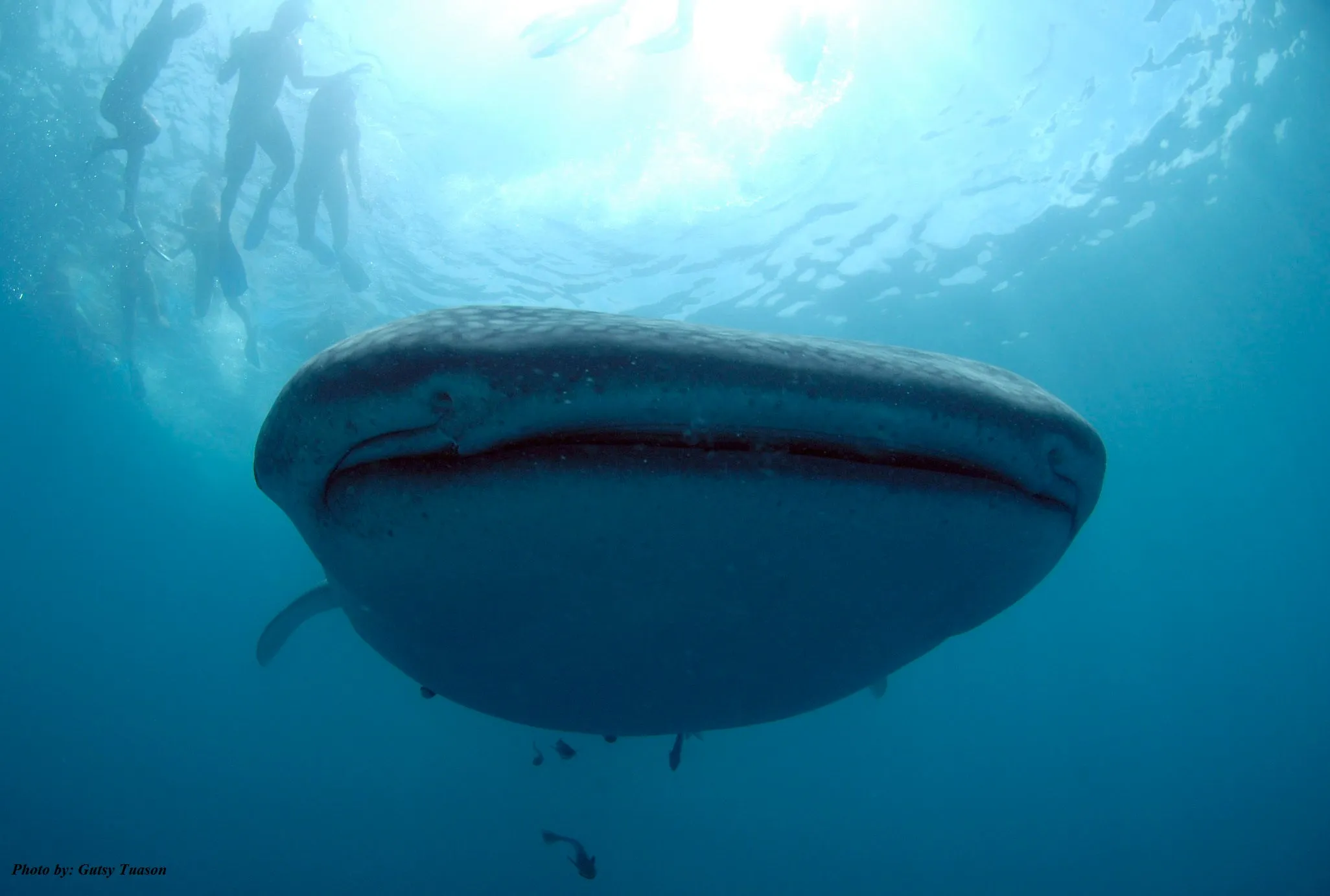 Donsol Whale Sharks, 3-Day Spree, 2N snorkelling and diving package