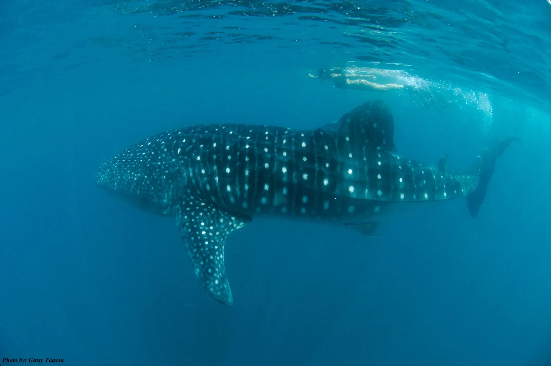 Donsol Whale Sharks, 3-Day Spree, 2N snorkelling and diving package