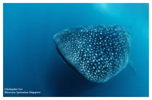 Donsol Whale Sharks, Air and Sea, 2N snorkelling and trekking package