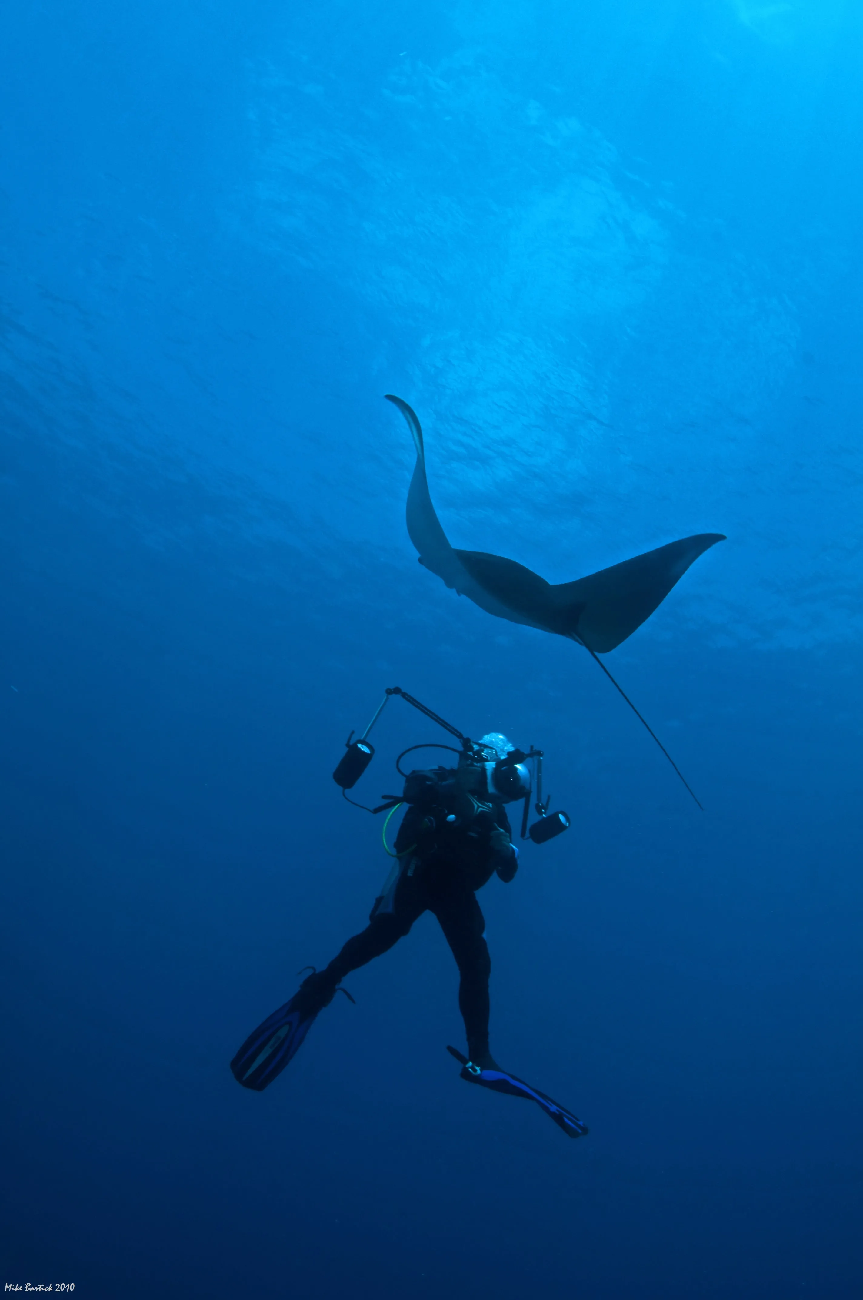 Donsol Whale Sharks, Ultimate Adventure, 4N, snorkel and dive with whale sharks   trek