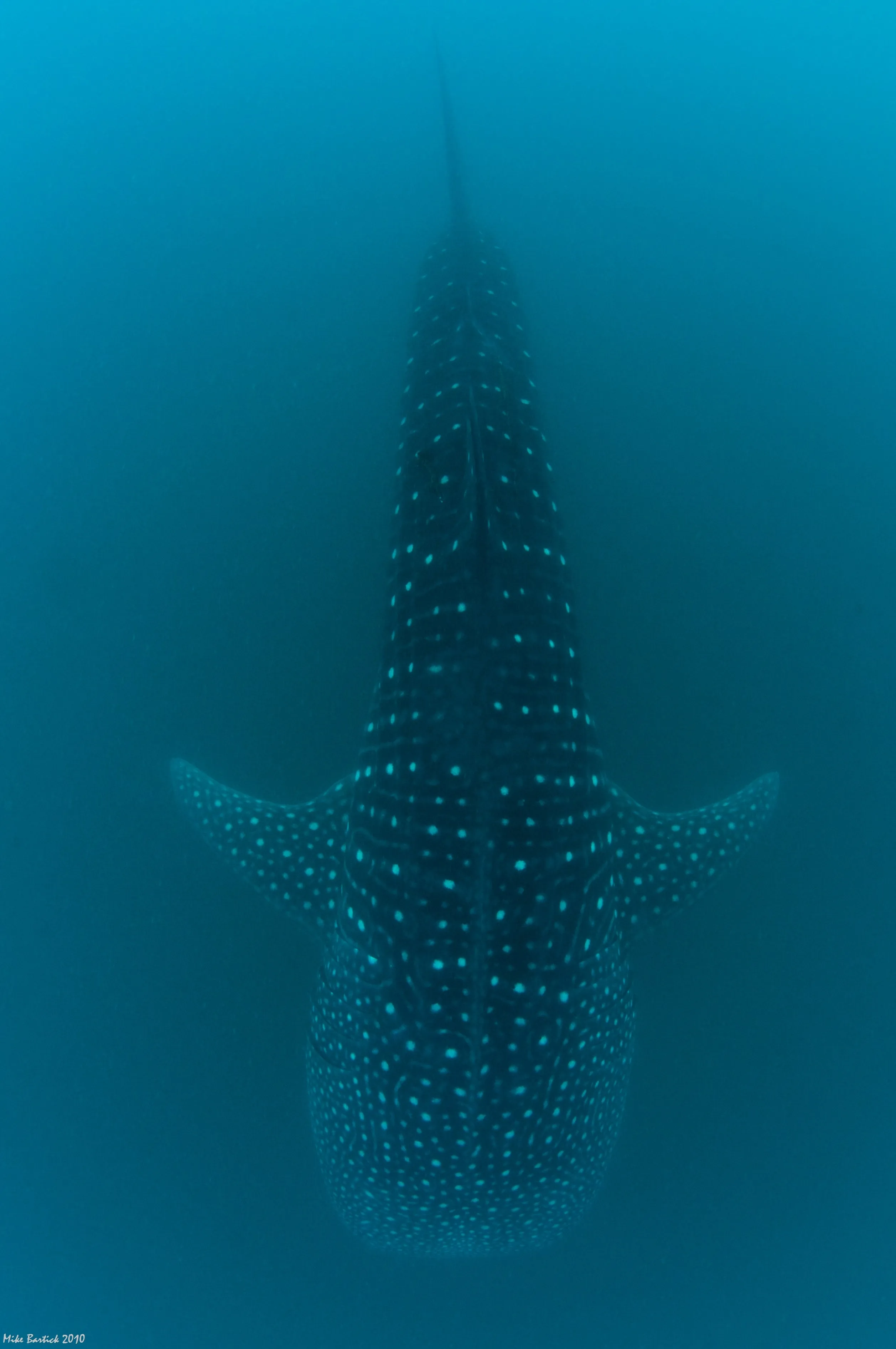 Donsol Whale Sharks, Ultimate Adventure, 4N, snorkel and dive with whale sharks   trek