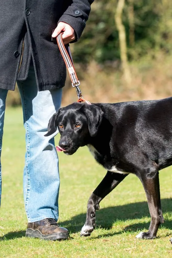 Long Paws Comfort Short Safety Belt / Close Control Lead