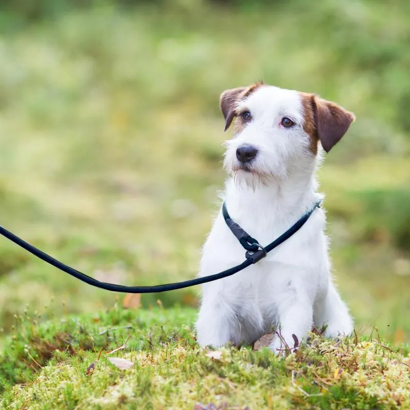 Rukka Rope Retriever Slip Lead